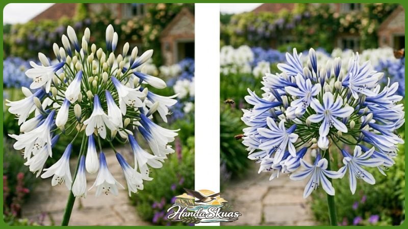 Agapanthus